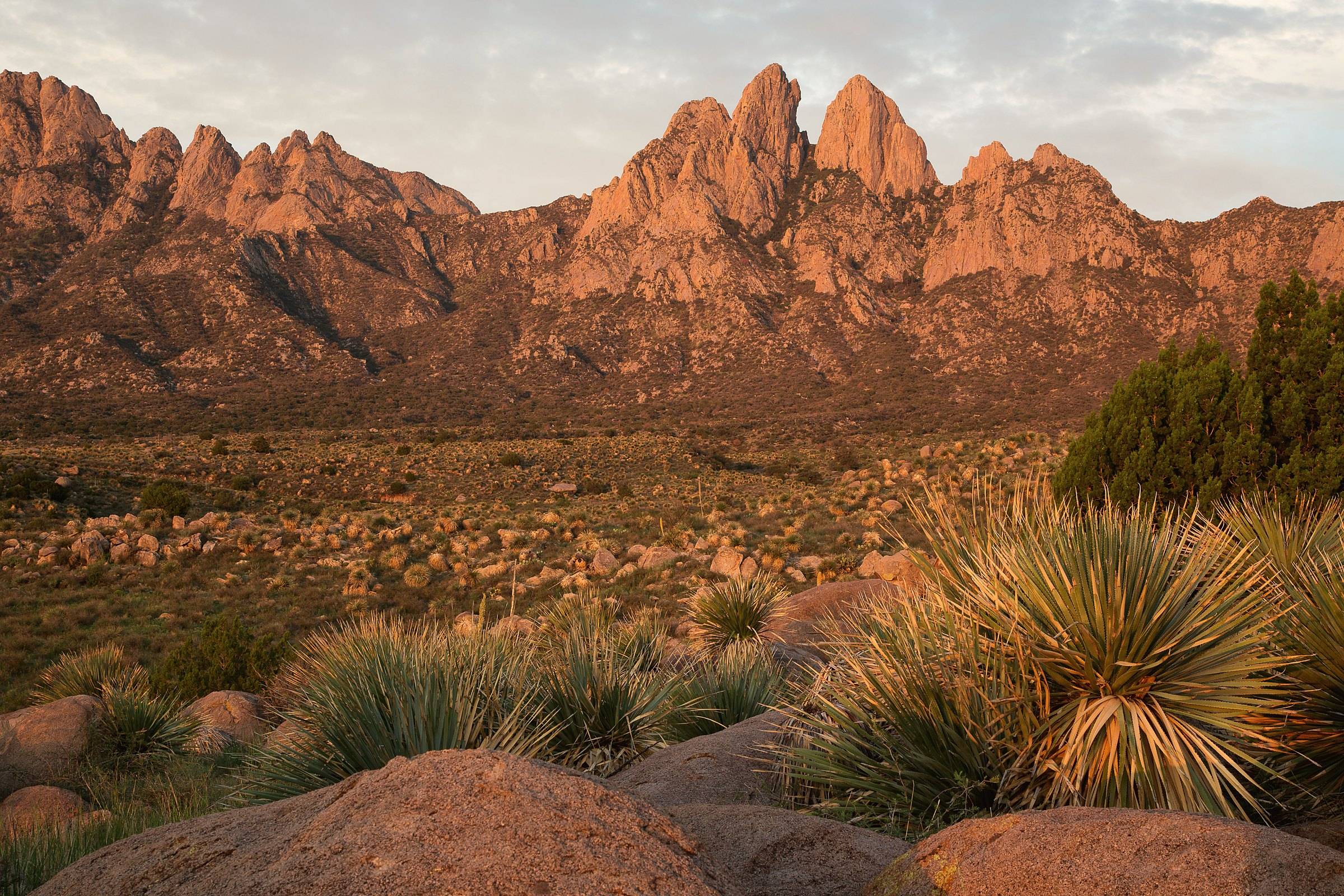 Evening light on the Needles of the Organ Mountains near Las Cruces, yuccas and granite boulders in front